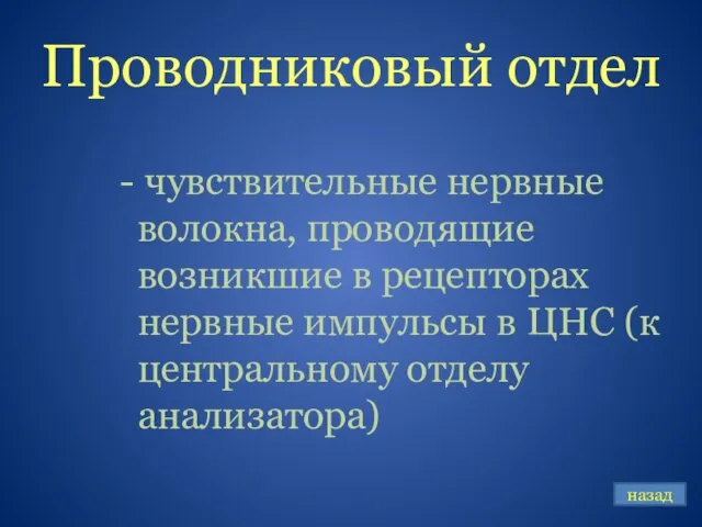 Проводниковый отдел - чувствительные нервные волокна, проводящие возникшие в рецепторах нервные импульсы