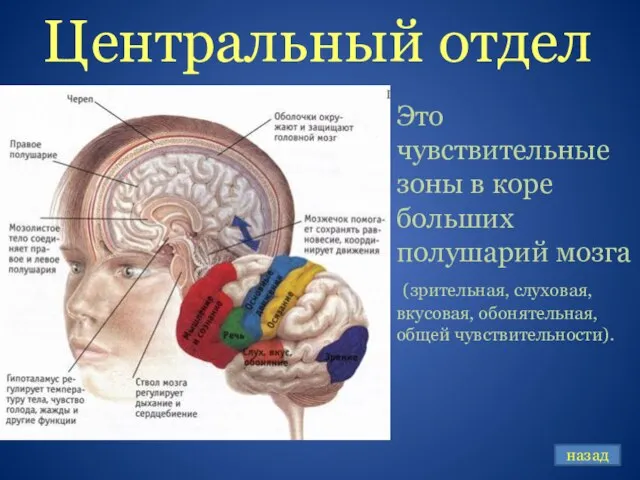 Центральный отдел Это чувствительные зоны в коре больших полушарий мозга (зрительная, слуховая,