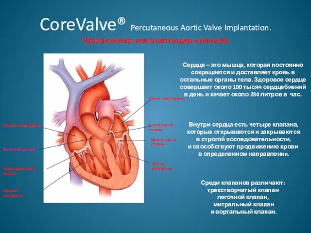 CoreValve® Percutaneous Aortic Valve Implantation. Чрезкожная имплантация клапана Правое предсердие Левое предсердие