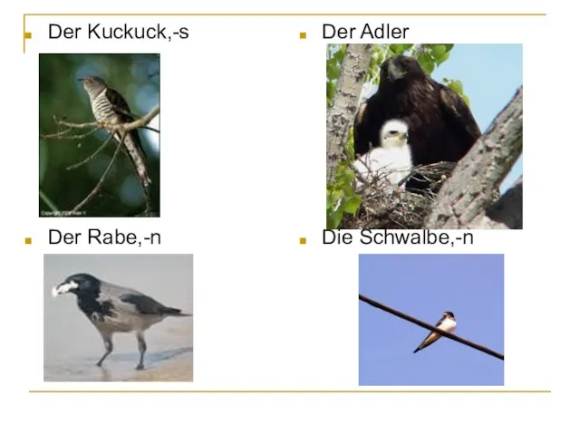 Der Kuckuck,-s Der Rabe,-n Der Adler Die Schwalbe,-n