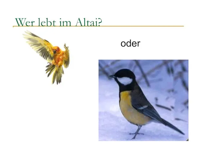 Wer lebt im Altai? oder