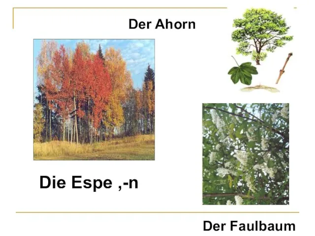 Die Espe ,-n Der Faulbaum Der Ahorn