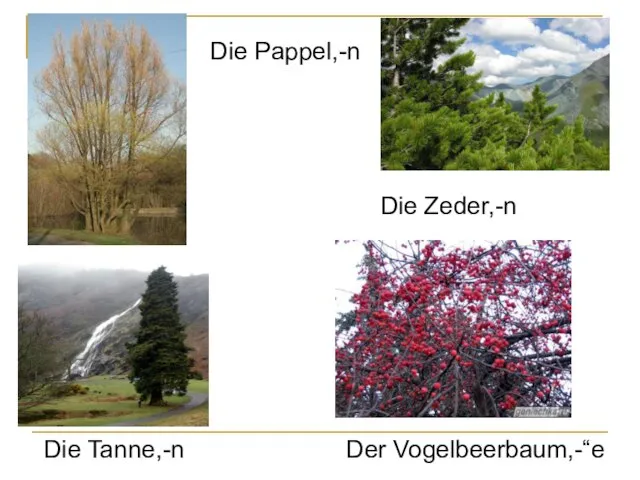 Die Pappel,-n Die Zeder,-n Die Tanne,-n Der Vogelbeerbaum,-“e