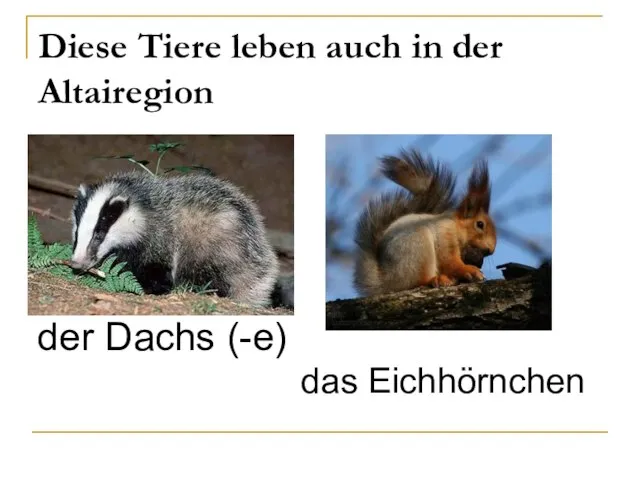 Diese Tiere leben auch in der Altairegion der Dachs (-e) das Eichhörnchen