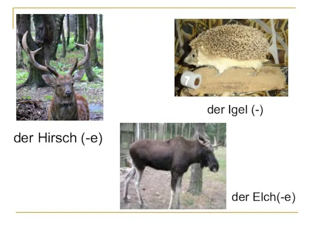 der Igel (-) der Hirsch (-e) der Elch(-e)