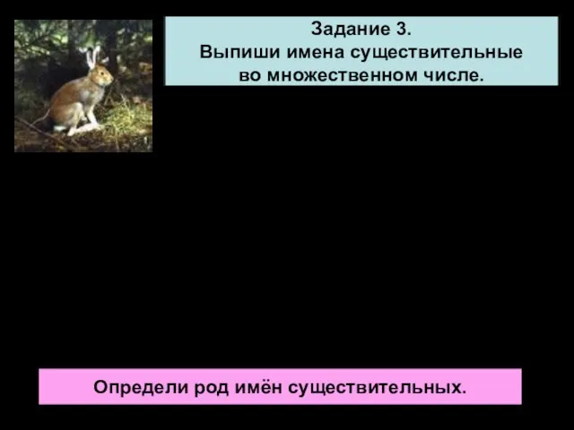 Задание 3. Выпиши имена существительные во множественном числе. Зайцы Зайцы кормятся ночью.