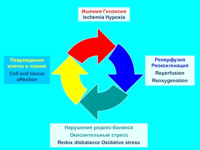 Ишемия Гипоксия Ischemia Hypoxia Реперфузия Реоксигенация Reperfusion Reoxygenation Повреждение клеток и тканей