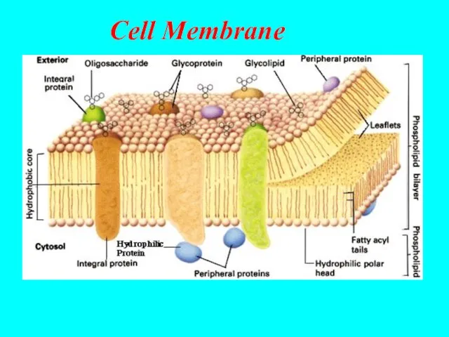 Cell Membrane