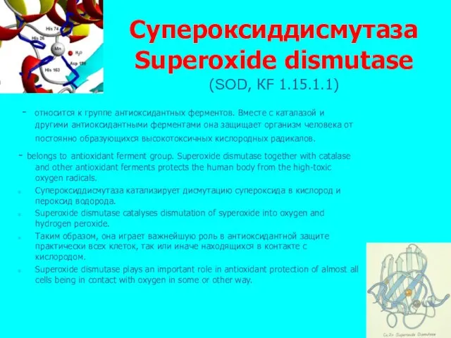 Супероксиддисмутаза Superoxide dismutase (SOD, КF 1.15.1.1) - относится к группе антиоксидантных ферментов.