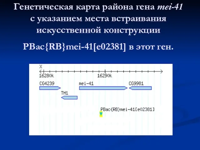 Генетическая карта района гена mei-41 с указанием места встраивания искусственной конструкции PBac{RB}mei-41[e02381] в этот ген.