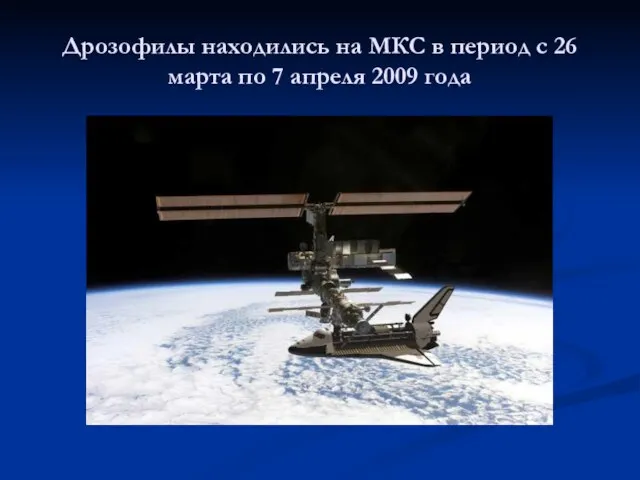 Дрозофилы находились на МКС в период с 26 марта по 7 апреля 2009 года