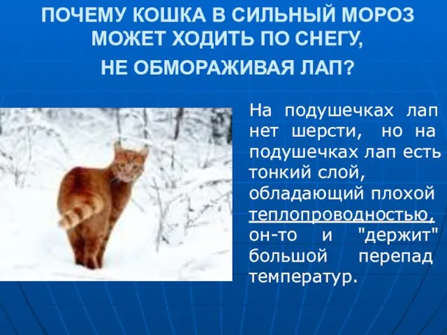 ПОЧЕМУ КОШКА В СИЛЬНЫЙ МОРОЗ МОЖЕТ ХОДИТЬ ПО СНЕГУ, НЕ ОБМОРАЖИВАЯ ЛАП?