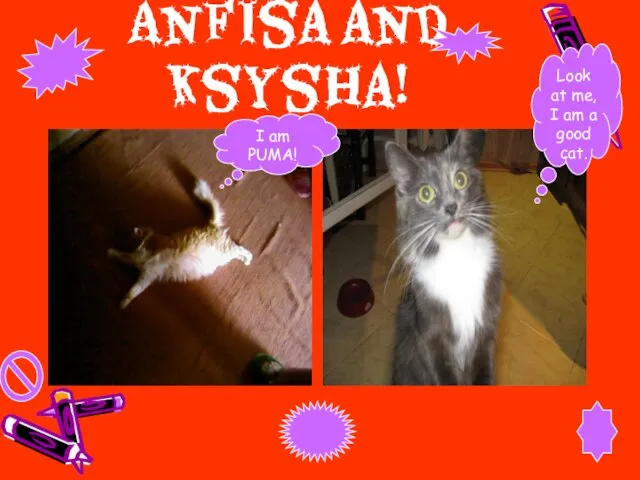 Anfisa and Ksysha! Look at me, I am a good cat. I am PUMA!