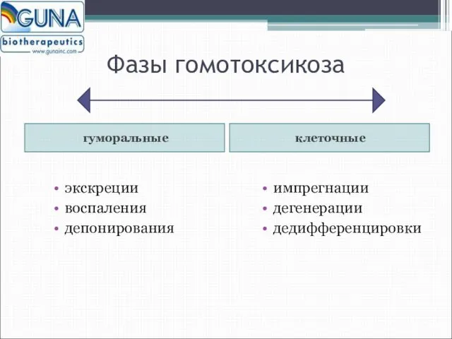 Фазы гомотоксикоза гуморальные клеточные экскреции воспаления депонирования импрегнации дегенерации дедифференцировки