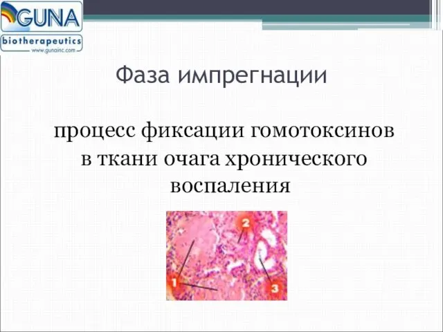 Фаза импрегнации процесс фиксации гомотоксинов в ткани очага хронического воспаления