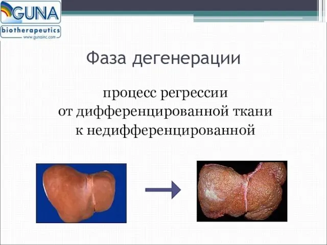 Фаза дегенерации процесс регрессии от дифференцированной ткани к недифференцированной