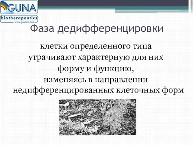 Фаза дедифференцировки клетки определенного типа утрачивают характерную для них форму и функцию,