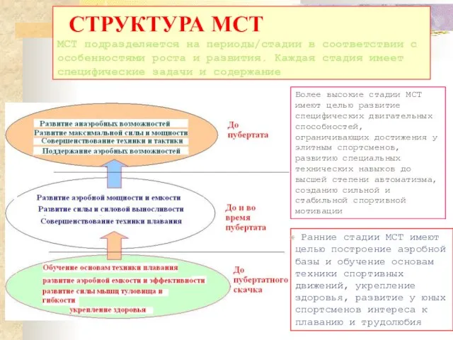 СТРУКТУРА МСТ MСТ подразделяется на периоды/стадии в соответствии с особенностями роста и