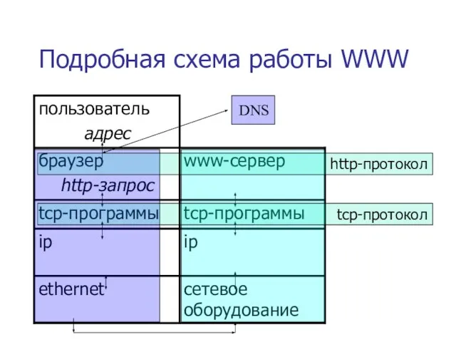 Подробная схема работы WWW http-протокол tcp-протокол DNS