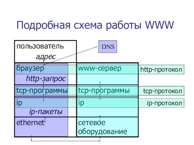 Подробная схема работы WWW http-протокол tcp-протокол ip-протокол DNS