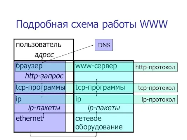 Подробная схема работы WWW http-протокол tcp-протокол ip-протокол DNS