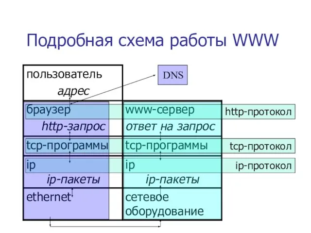 Подробная схема работы WWW ip-протокол DNS http-протокол tcp-протокол