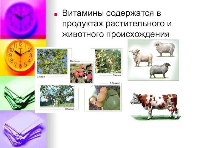 Витамины содержатся в продуктах растительного и животного происхождения