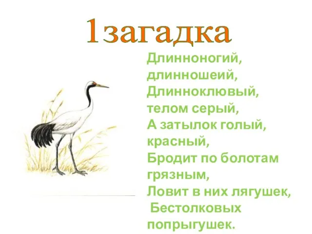 1загадка Длинноногий, длинношеий, Длинноклювый, телом серый, А затылок голый, красный, Бродит по