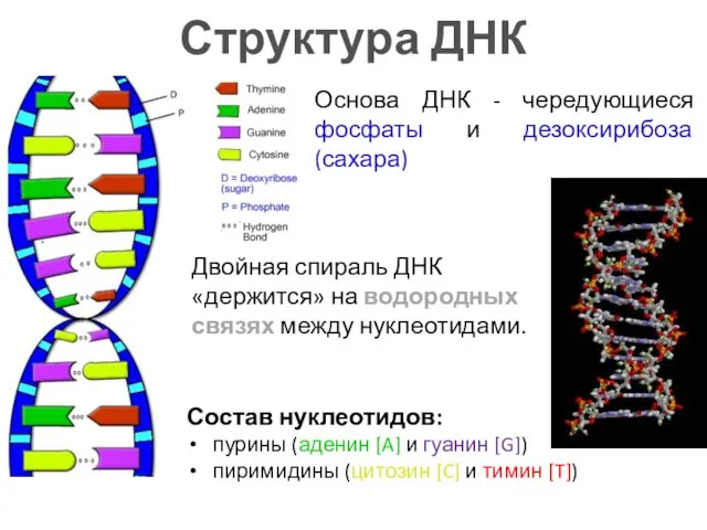 Структура ДНК Основа ДНК - чередующиеся фосфаты и дезоксирибоза (сахара) Двойная спираль