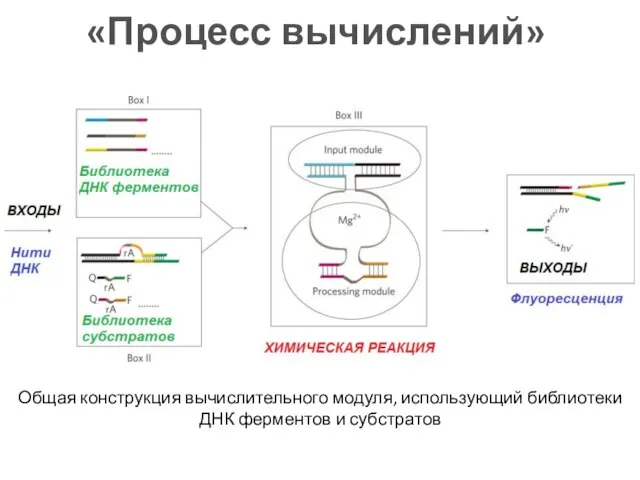 «Процесс вычислений» Общая конструкция вычислительного модуля, использующий библиотеки ДНК ферментов и субстратов