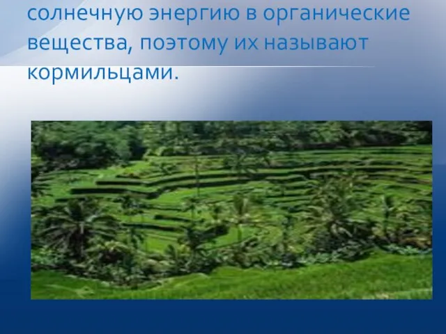 Растения умеют превращать солнечную энергию в органические вещества, поэтому их называют кормильцами.