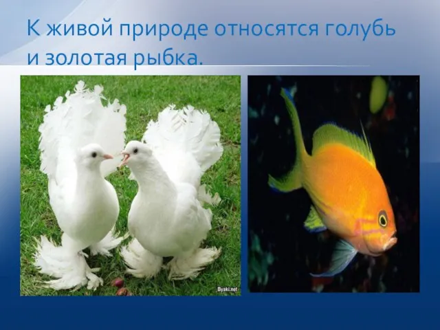 К живой природе относятся голубь и золотая рыбка.