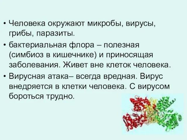 Человека окружают микробы, вирусы, грибы, паразиты. бактериальная флора – полезная (симбиоз в