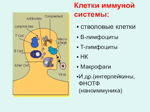 Клетки иммуной системы: стволовые клетки B-лимфоциты T-лимфоциты НК Макрофаги И др.(интерлейкины,ФНОТФ (наноиммуника)