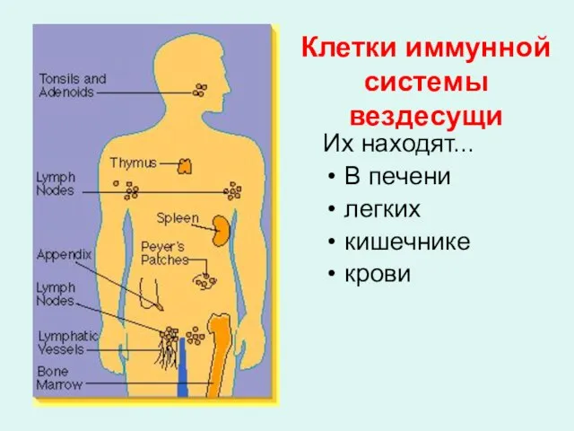 Клетки иммунной системы вездесущи Их находят... В печени легких кишечнике крови