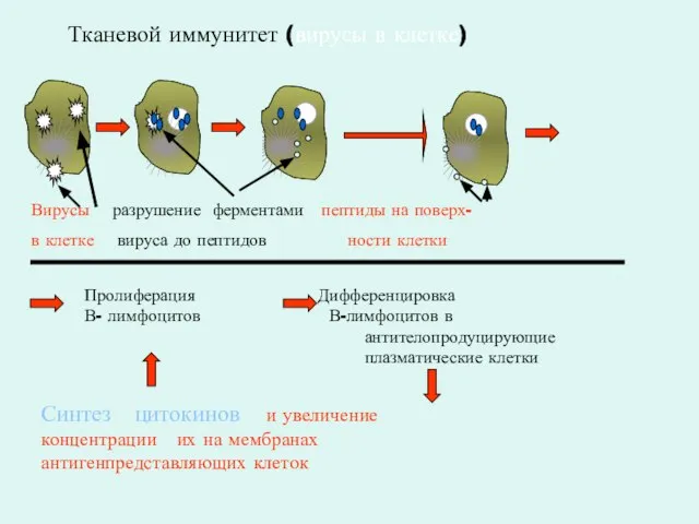 Тканевой иммунитет (вирусы в клетке) Пролиферация Дифференцировка В- лимфоцитов В-лимфоцитов в антителопродуцирующие