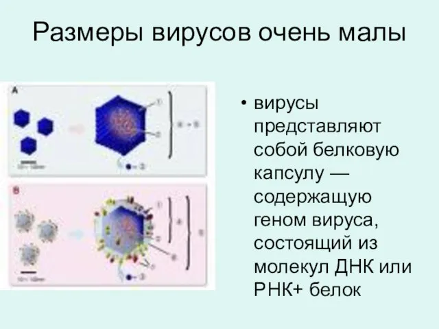 Размеры вирусов очень малы вирусы представляют собой белковую капсулу —содержащую геном вируса,