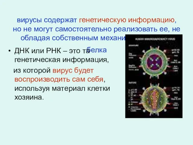 вирусы содержат генетическую информацию, но не могут самостоятельно реализовать ее, не обладая