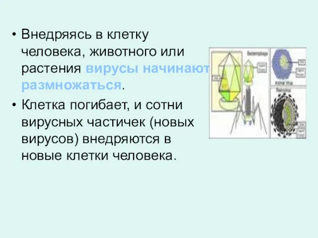 Внедряясь в клетку человека, животного или растения вирусы начинают размножаться. Клетка погибает,