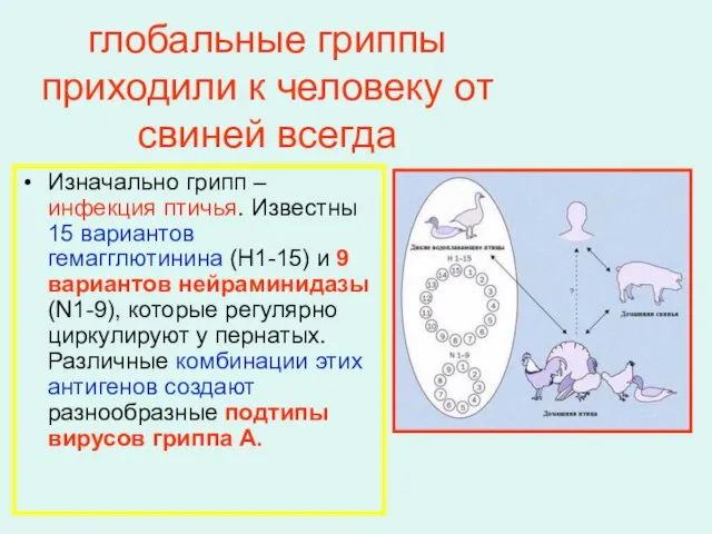 глобальные гриппы приходили к человеку от свиней всегда Изначально грипп – инфекция