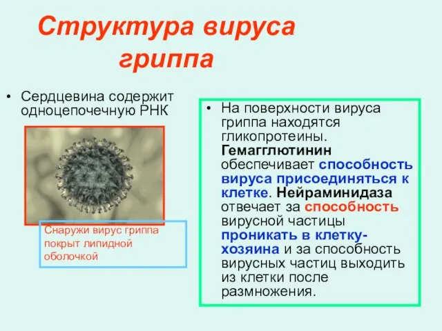 Структура вируса гриппа Сердцевина содержит одноцепочечную РНК На поверхности вируса гриппа находятся