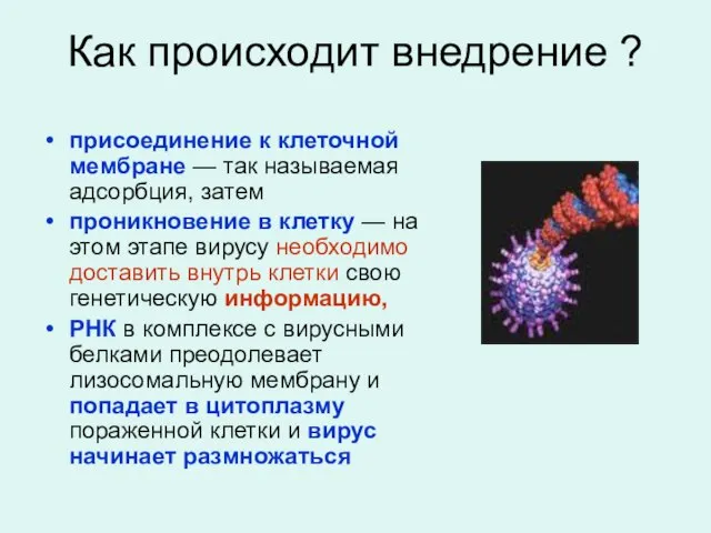 Как происходит внедрение ? присоединение к клеточной мембране — так называемая адсорбция,