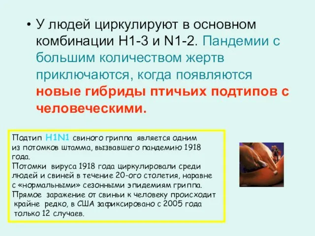 У людей циркулируют в основном комбинации Н1-3 и N1-2. Пандемии с большим