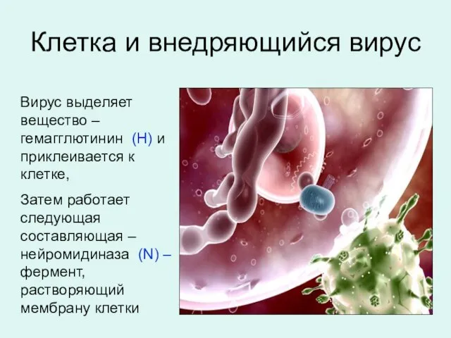 Клетка и внедряющийся вирус Вирус выделяет вещество – гемагглютинин (Н) и приклеивается