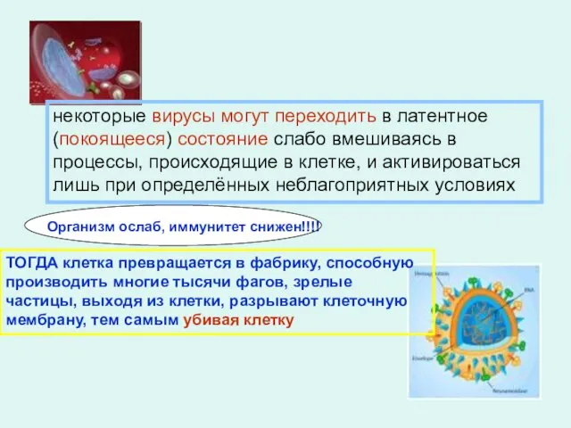 некоторые вирусы могут переходить в латентное (покоящееся) состояние слабо вмешиваясь в процессы,