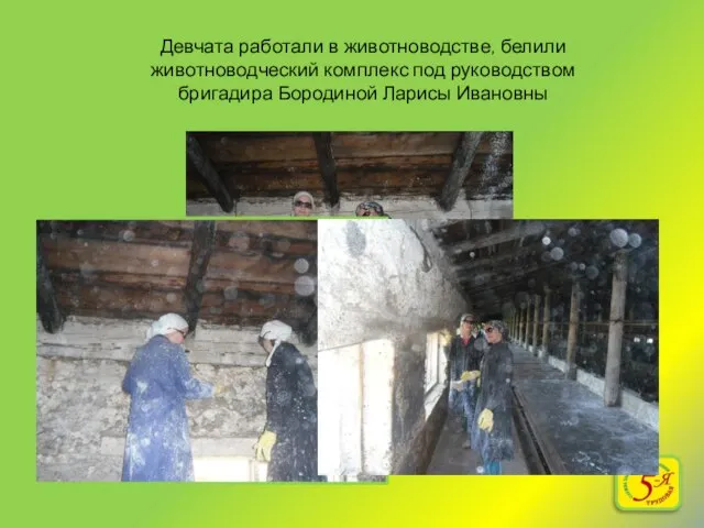 Девчата работали в животноводстве, белили животноводческий комплекс под руководством бригадира Бородиной Ларисы Ивановны