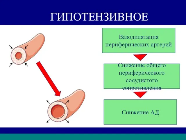 ГИПОТЕНЗИВНОЕ Вазодилятация периферических артерий Снижение общего периферического сосудистого сопротивления Снижение АД