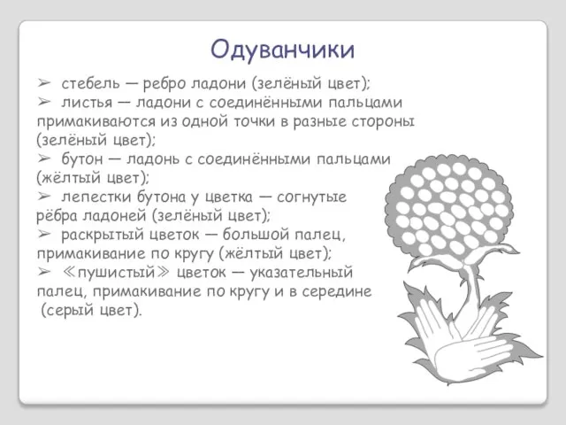 Одуванчики ➢ стебель — ребро ладони (зелёный цвет); ➢ листья — ладони