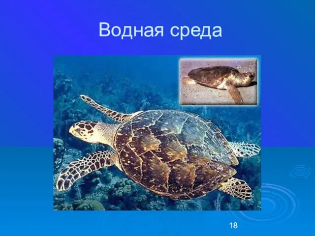 Водная среда