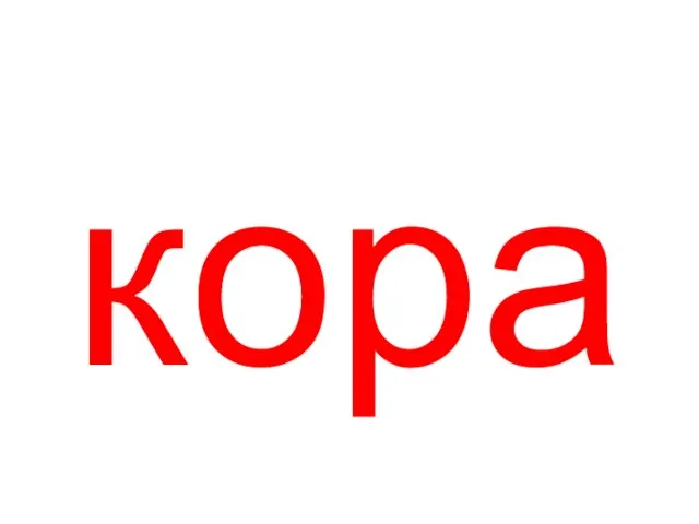 кора